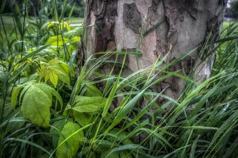 Splendor in the Grass Stock Photos