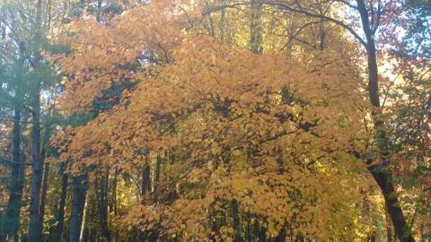 Splendor Stock Photos