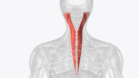 The splenius capitis is a deep muscle of the neck. Stock Photos