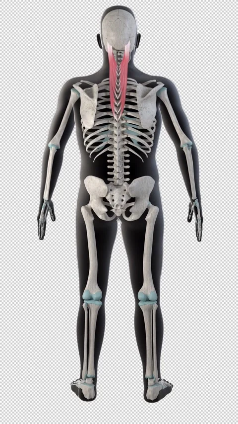 Splenius Capitis Muscles on Whole Human Body Vertical Video Stock Footage 273568835