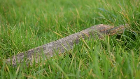 Splintered Piece of Wood in Grass Stock Footage 71763516