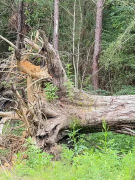 Splintered Pine Tree Trunk After Tornado Damage 스톡 사진