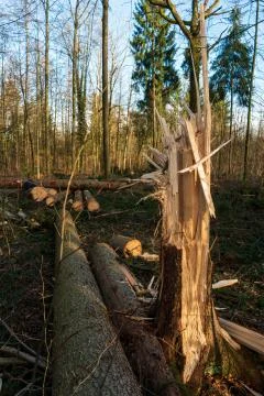 Splintered tree trunk in a forest next to cut logs sunny day Fotos de archivo