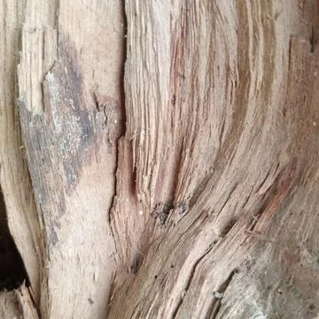 Splintered violently torn raw internal wood grain broken tree branch 写真素材