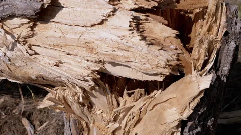 Splintered Wood Texture Close Up Stock Footage 293273314