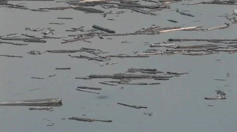 Splinters of wood float on still water at Mt. St. Helens Stock Footage