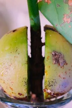 Split avocado pit that is blooming between the pit. Stock Photos