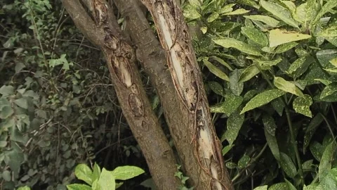 Split bark on the trunk of a Laburnam tree Stock Footage 250699043