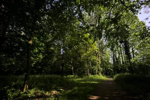 Split between two trails Stock Photos