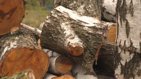 A split birch trunk. the work of a lumberjack Stock Footage 218467475