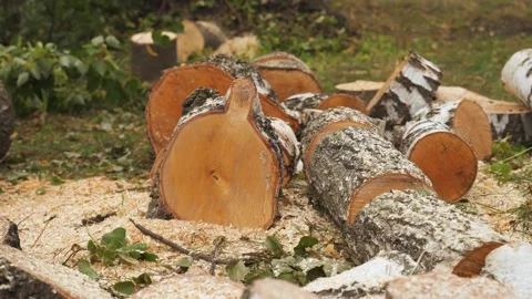 A split birch trunk. the work of a lumberjack Stock-Footage 218467643
