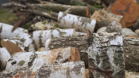 A split birch trunk. the work of a lumberjack Stock Footage 218467655