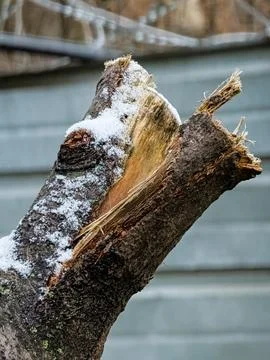 A split bird cherry branch is covered with the first snow. Bark texture Stock Photos