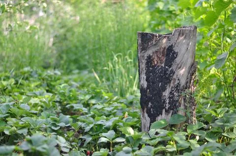 A split burnt log is a stump among growing strawberries. Stock Photos