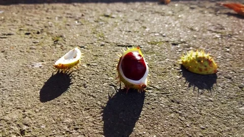 A split chestnut tree lies on the asphalt against the backdrop of the autumn sun Stock Footage 314887649