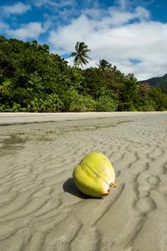 Split Coconut on Cape Tribulation Beach looking out to sea 스톡 사진