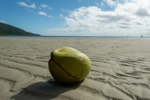 Split coconut on Cape Tribulation Beach looking out to sea Foto stock