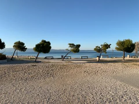 SPLIT, CROATIA - Oct 22, 2020: A row of pine tree grows sideways on the beach Stock Photos