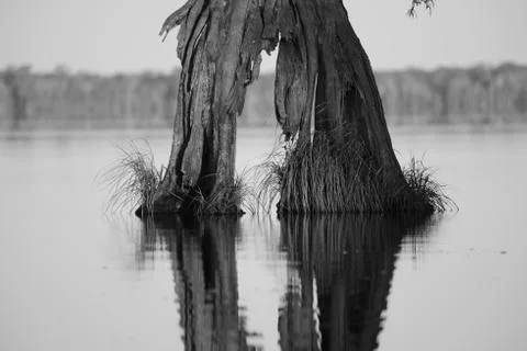Split Cyprus Roots in Gray Stock Photos