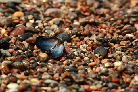 Split dead mussel shell on a pebbled beach, closeup shot Foto stock