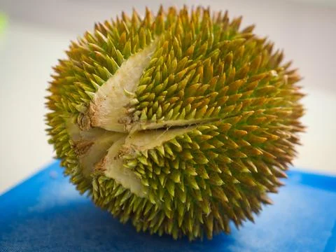 Split Durian Stock Photos