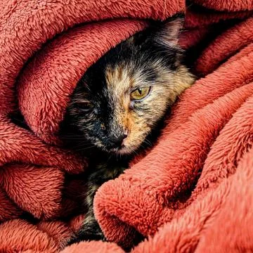 Split-Face Cat Cuddled Up in a Fuzzy Blanket, Calico Tortoise Shell Cat Looking Foto stock
