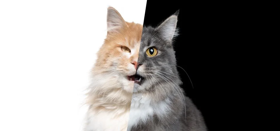 Split face of two different cat colors Stock Photos