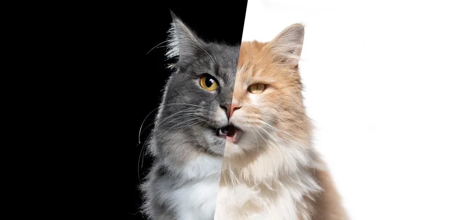 Split face of two different cat colors Stock Photos