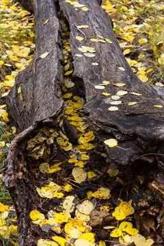 A split fallen tree is covered with yellow aspen leaves both inside and on top. Stock Photos