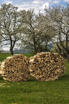 Split firewood is stored in front of large, blossoming cherry trees Stock Photos