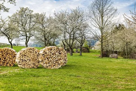 Split firewood is stored in front of large, blossoming cherry trees Stock Photos