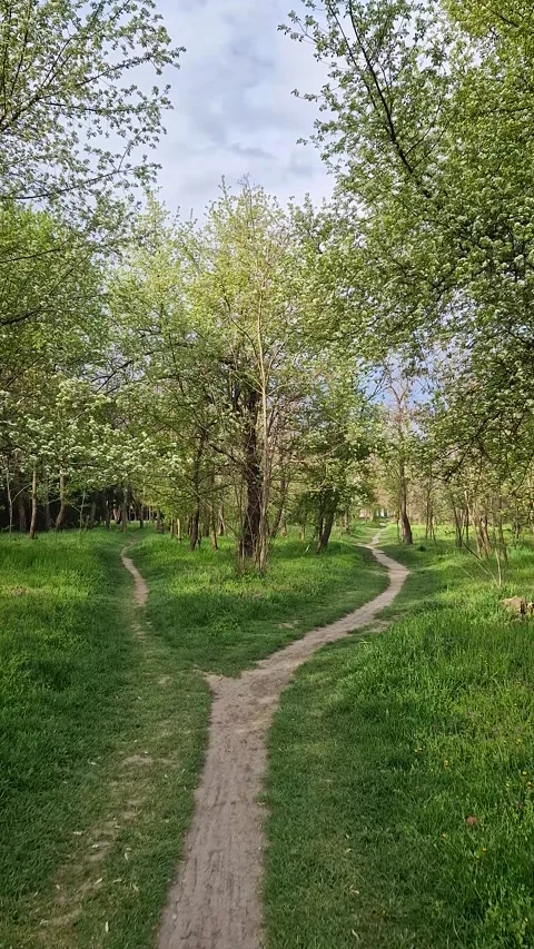 Split footpath in the forest, choosing the right way concept. Idyllic spring rur Stock Footage 307390083