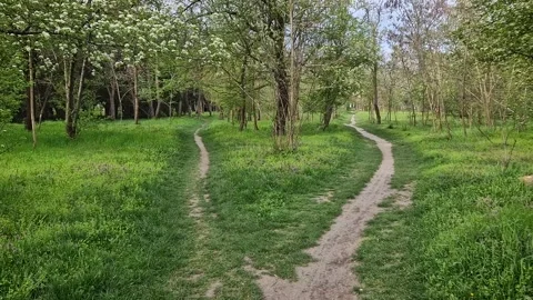 Split footpath in the forest, choosing the right way concept. Idyllic spring rur 動画素材 307390838
