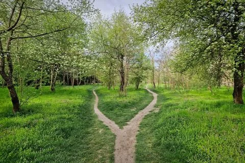 Split footpath in the forest, choosing the right way concept. Idyllic sprin.. Stock Photos