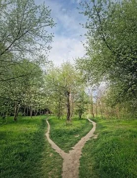 Split footpath in the forest, choosing the right way concept. Idyllic sprin.. Stock Photos