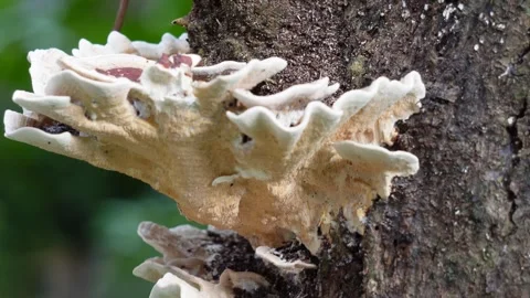 A split-gill mushroom Stock Footage 316232269
