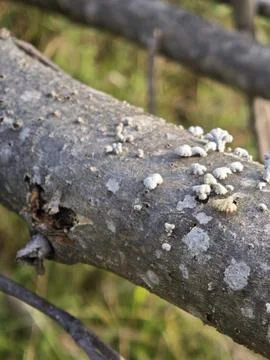 The split gill mushroom grows beautifully along a fallen tree branch Stock Photos