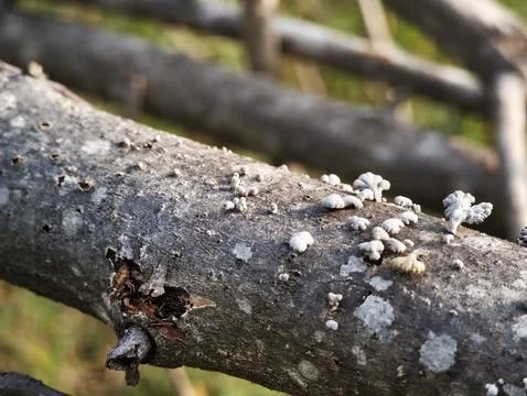 The split gill mushroom grows beautifully along a fallen tree branch Stock Photos