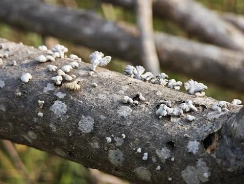 The split gill mushroom grows beautifully along a fallen tree branch Stock Photos
