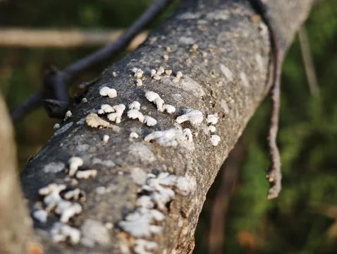 The split gill mushroom grows beautifully along a fallen tree branch Stock Photos