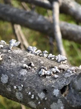 The split gill mushroom grows beautifully along a fallen tree branch Stock Photos