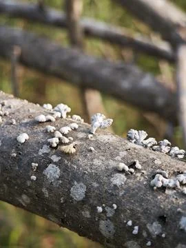 The split gill mushroom grows beautifully along a fallen tree branch Stock Photos