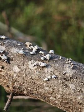 The split gill mushroom grows beautifully along a fallen tree branch Stock Photos