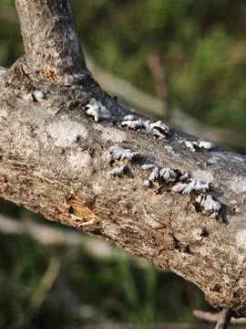 The split gill mushroom grows beautifully along a fallen tree branch Stock Photos