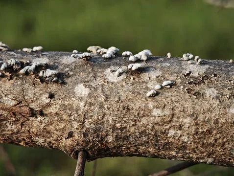 The split gill mushroom grows beautifully along a fallen tree branch Stock Photos