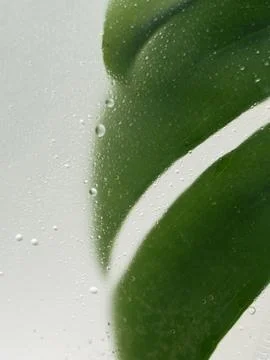 Split green leaf at right behind wet frosted glass Stock Photos