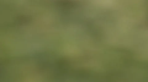 Split green peas zoom out 3 Stock Footage 22217464