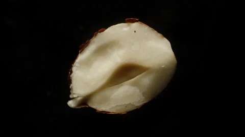Split half of a hazelnut, rotating on a black background, close-up.  Stock Footage 220667739