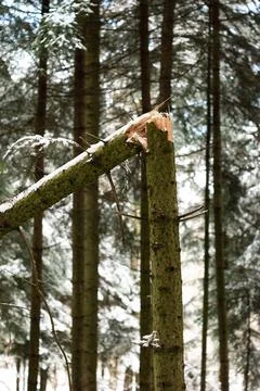 Split in half tree trunk from heavy snowfall in a forest sharp splinters Fotos de archivo