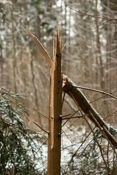 Split in half tree trunk from heavy snowfall in a forest sharp splinters Fotos de archivo